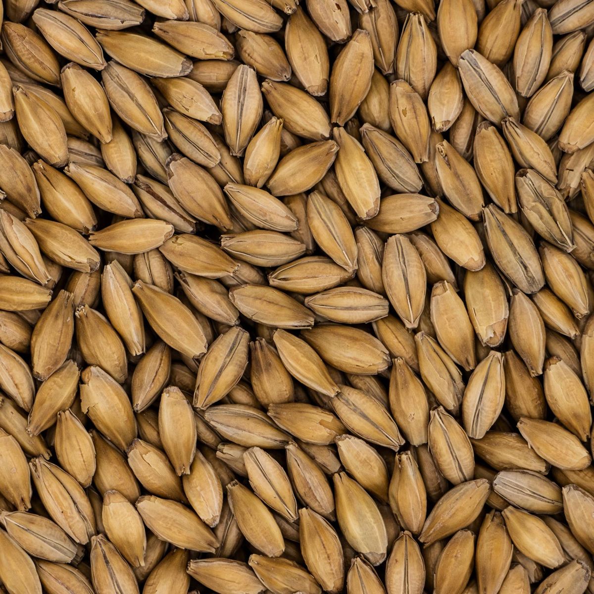 Maris Otter Malt - 25 kg CASTLE